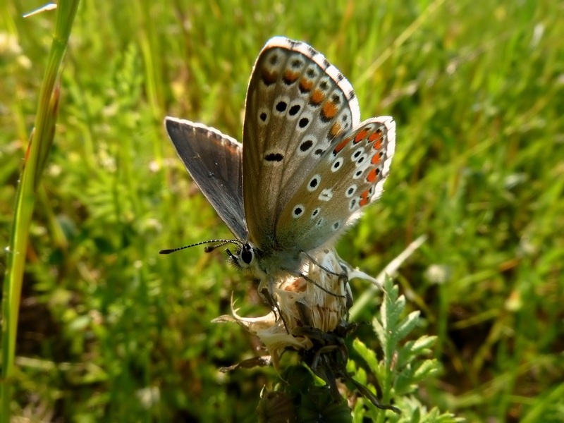 ....Quegli strani bellargus